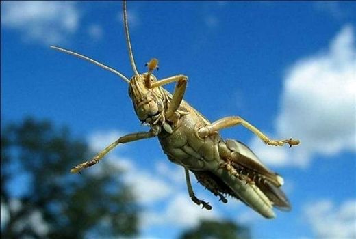 ملخ‌ها، مهاجمینی که جغرافیا نمی‌شناسند!