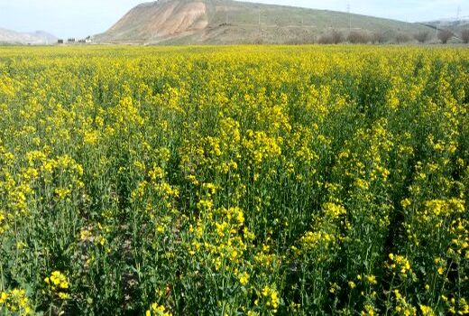 ۸۲ هزار تن کلزا از اراضی کشاورزی شهرستان ماهنشان برداشت شد