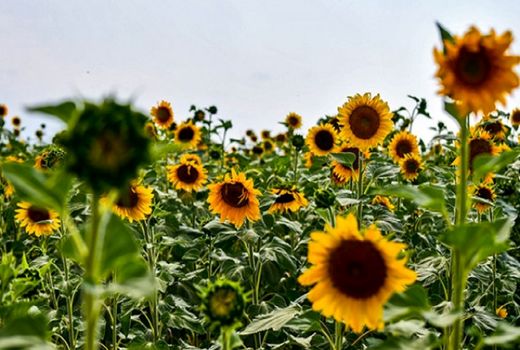 برداشت آفتابگردان آجیلی در شهرستان قاینات