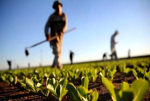 اجرای 70 درصد الگوی کشت در استان فارس