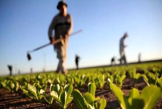 اجرای 70 درصد الگوی کشت در استان فارس