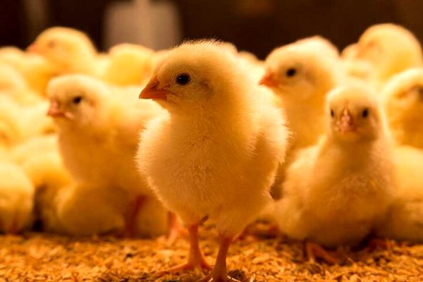 جوجه ریزی 3 میلیون قطعهای در جویبار