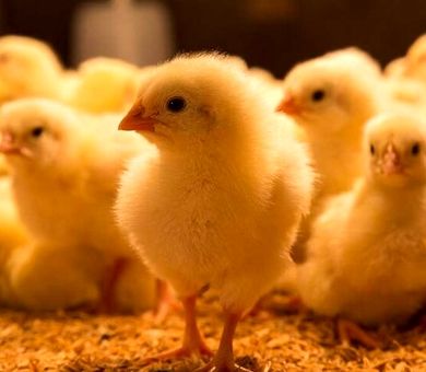 یک میلیون و ۳۰۰ هزار قطعه جوجه‌ریزی در استان کهکیلویه‌ و بویر احمد/ رشد ۷۰ درصدی تولید تخم‌مرغ