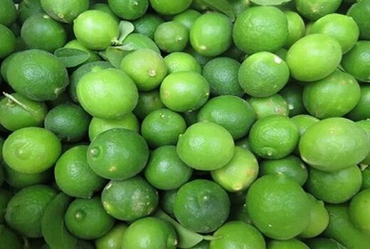 آغاز برداشت لیموترش در کازرون