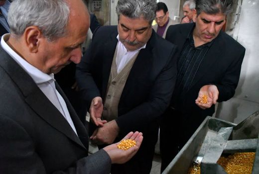 تولید 99 درصد لپه کشور در شهرستان آذرشهر