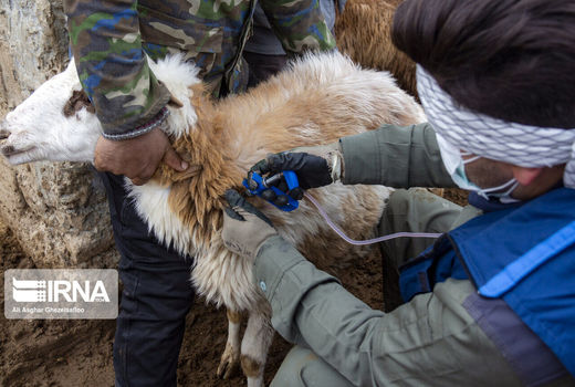 اعتبار واکسیناسیون رایگان تب برفکی در کردستان سه برابر بیشتر شد