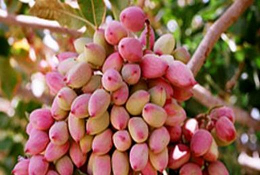 برداشت پسته در شهرستان ارزوئیه از سطح 856 هکتار باغات بارور