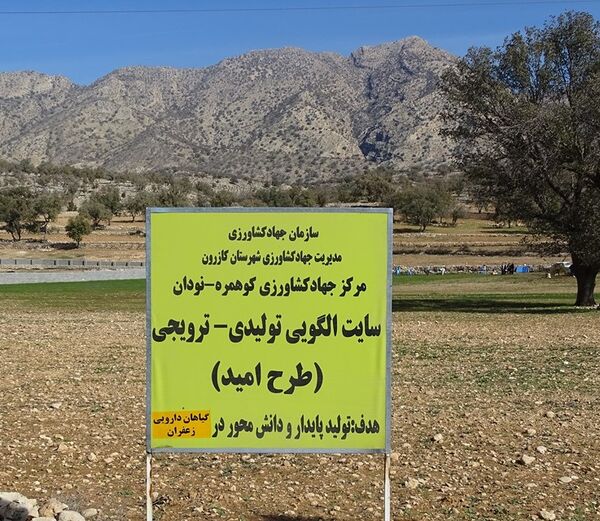 برداشت طلای سرخ از مزارع شهرستان کازرون
