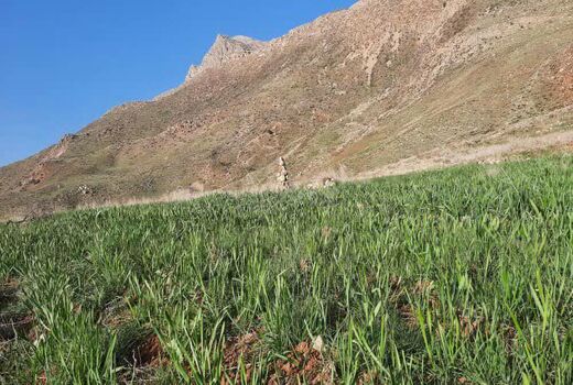 ایجاد سایت الگویی گیاهان دارویی در شهرستان لردگان