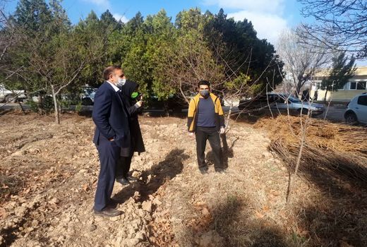 توزیع ۱۲۴۰۰ اصله نهال توت در شهرستان بجنورد 