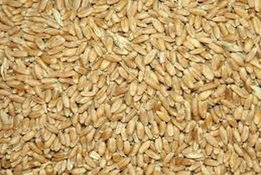 270 هزار تن گندم دوروم در قالب کشت قراردادی خریداری می‌شود