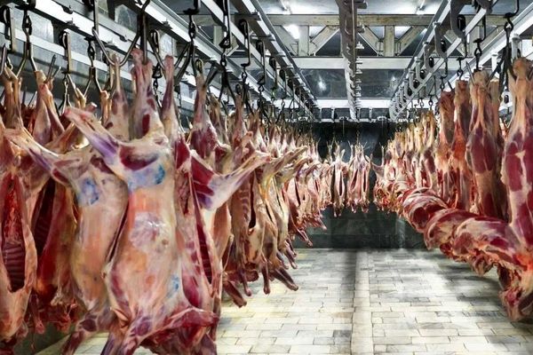 واردات گوشت، تولید را زمینگیر و قیمتها را گران کرد