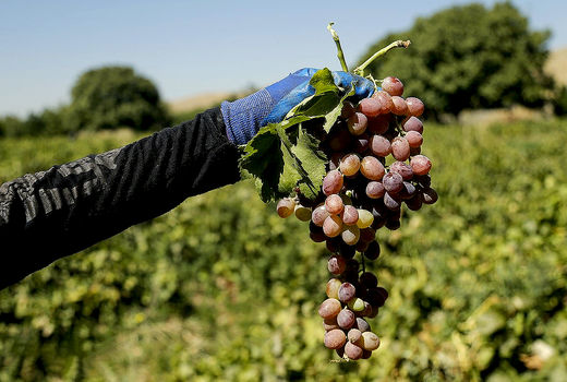 ایران رتبه چهارم جهان در نظام‌های میراثی کشاورزی جهانی است