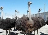 استان تهران سالانه 8700 قطعه شترمرغ پرورش می دهد