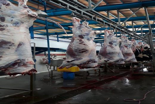 آغاز طرح خرید دام سبک و سنگین دامداران استان اصفهان