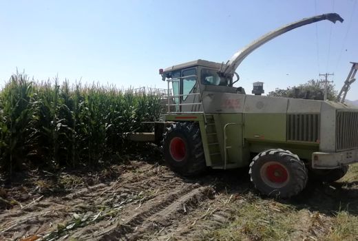 تولید 300 هزار تن ذرت علوفه‌ای در کوار