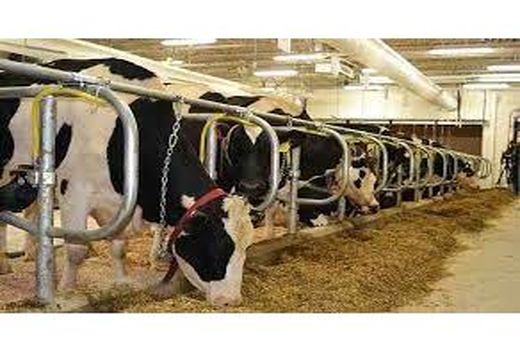 لزوم فعالیت مجدد واحدهای دامداری صنعتی غیر فعال در مازندران