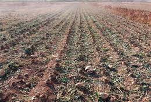 آغاز برداشت چغندر قند در شهرستان چرداول