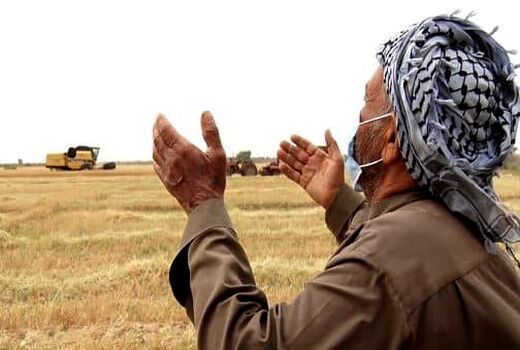 ۲۰ هزار میلیارد تومان دیگر از مطالبات گندمکاران پرداخت شد/ واریز ۶۵ همت به حساب کشاورزان