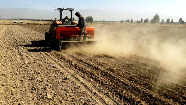 46 هکتار از مزارع شهرستان تهران به کشت جو بذری اختصاص یافت