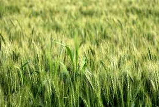  کانون یادگیری گندم، گامی برای افزایش تولید در خرمشهر