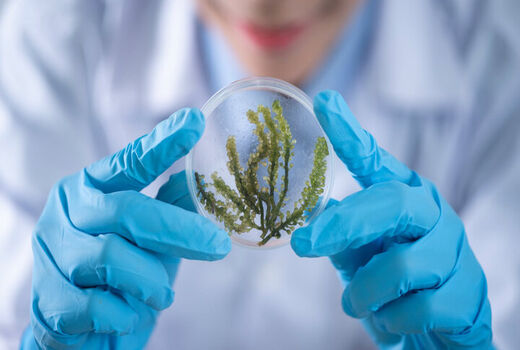 نانوحسگرهایی که به کمک گیاهان آمده‌اند