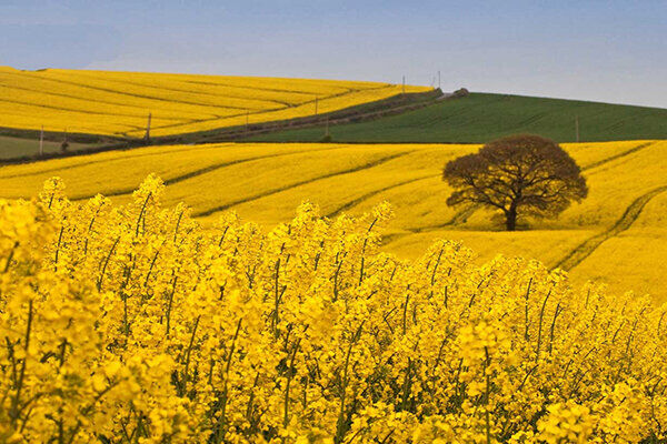 نخستین مزرعه گردشگری در نقده راه اندازی می شود 
