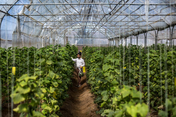 ایجاد ۴۸ هزار هکتار گلخانه تا سال ۱۴۰۴