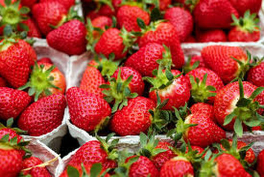 استفاده از هوش مصنوعی در برداشت توت‌فرنگی