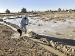 52 هزار هکتار از زمین‌های کشاورزی دشت سیستان آبیاری شد