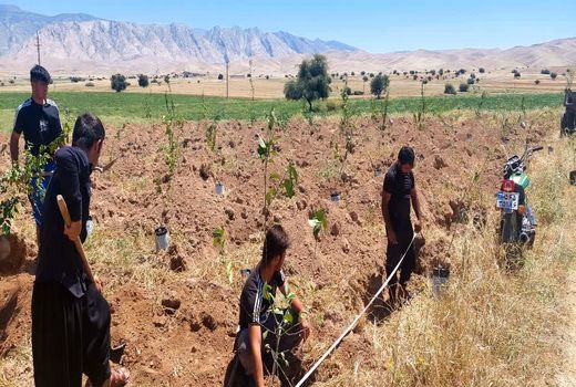 توزیع و کشت نهال رایگان در لالی