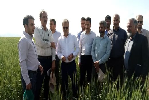 یافته‌های تحقیقاتی دیم تأمین‌کننده امنیت غذایی است