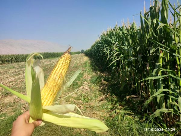 پیش بینی برداشت 140 هزار تن ذرت علوفه ای  در کازرون