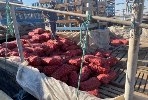 بررسی آفات و بیماری‌های محموله پیاز صادراتی به کویت