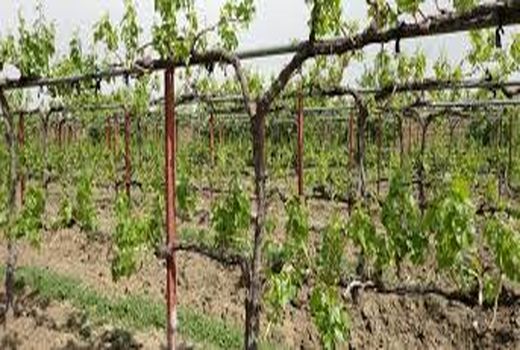برگزاری روز مزرعه هرس باغات انگور