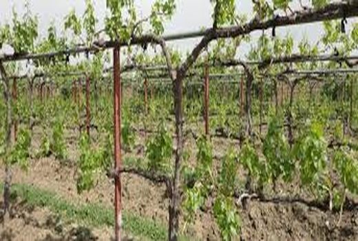 برگزاری روز مزرعه هرس باغات انگور
