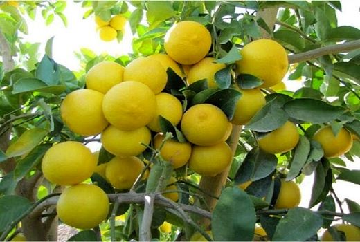 راهکار کاهش دما در باغات لیموی جنوب کشور