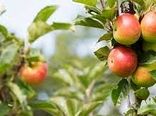 ۲ هزار هکتار از باغ‌های سمیرم به سیب گلاب اختصاص دارد