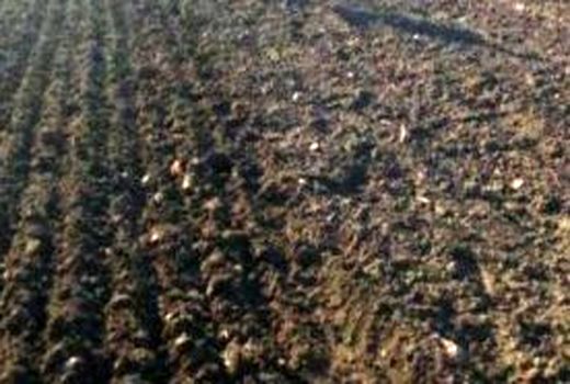 برگزاری سایت الگویی تولیدی ترویجی گندم آبی در آبیک