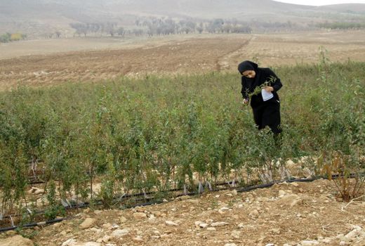 رصد نهالستان های شهرستان بن