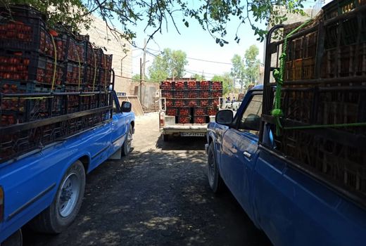 خرید بیش از 7 هزار تن گوجه فرنگی در طرح حمایت از کشاورزان