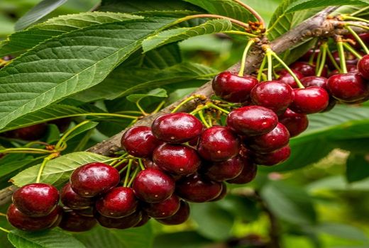 آغاز برداشت گیلاس از باغ‌های استان قزوین 