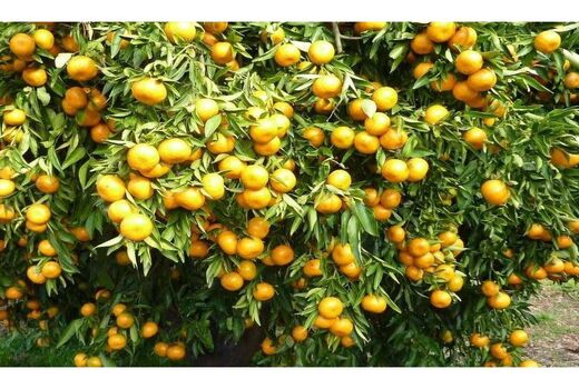 صادرات 70 درصدی مرکبات ساری