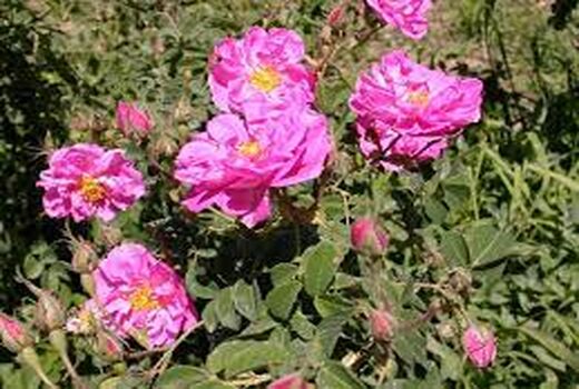 ایجاد پایلوت گل محمدی در 4 شهرستان جنوبی خوزستان