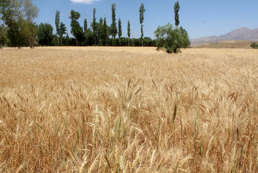 ۶۰۰ هزار هکتار از اراضی کردستان زیر کشت گندم رفته است