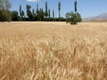 ۶۰۰ هزار هکتار از اراضی کردستان زیر کشت گندم رفته است