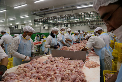 تضمین سلامت و کیفیت گوشت مرغ در صنعت قطعه بندی/ حذف 30 درصدی ضایعات به نفع مصرف کننده