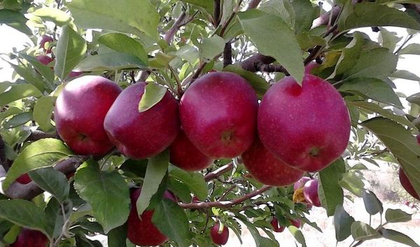 برداشت ۸۰ هزار تن سیب درختی در استان چهارمحال و بختیاری 
