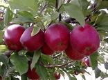برداشت ۸۰ هزار تن سیب درختی در استان چهارمحال و بختیاری 
