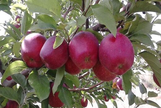 برداشت ۸۰ هزار تن سیب درختی در استان چهارمحال و بختیاری 
